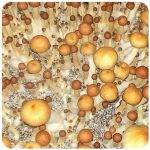Псилоцибиновые (галлюциногенные)  грибы Psilocybin "Golden Teacher" в Железноводске