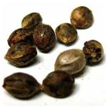 Семена марихуаны АК-47  (Seeds AK-47) в Железноводске